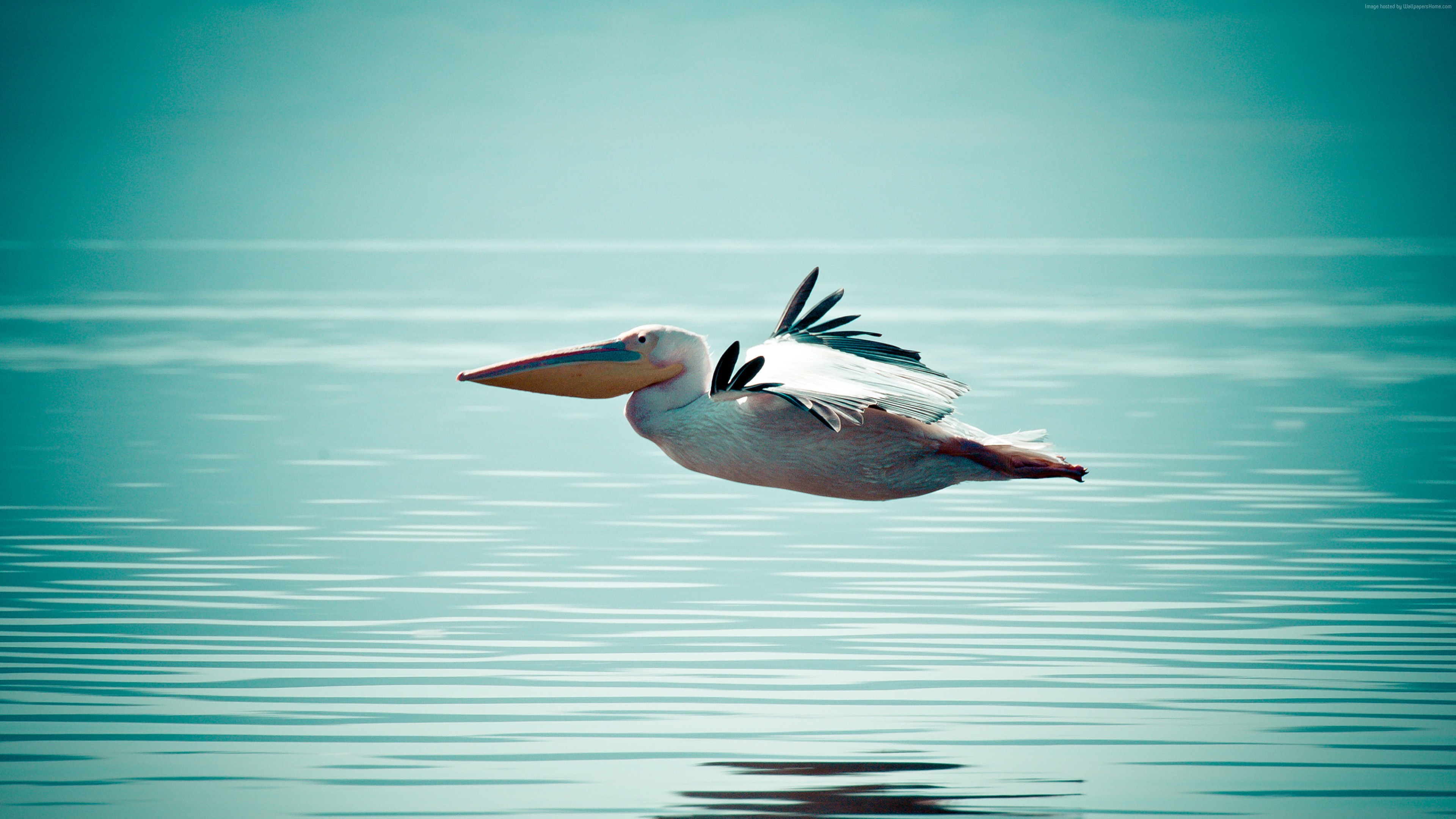 Wallpaper Pelican, flight, ocean, sea, Animals